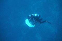 t_longimanus_0583
