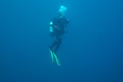 t_longimanus_0587