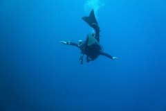 t_longimanus_0879