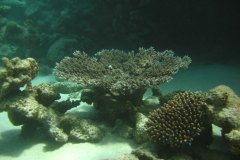 u_longimanus_0009