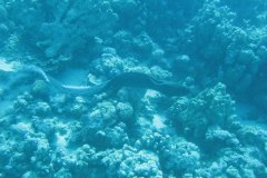 u_longimanus_0016