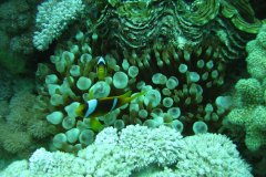 u_longimanus_0023