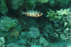 u_longimanus_0026