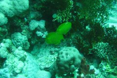 u_longimanus_0039
