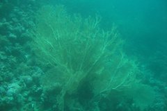 u_longimanus_0042