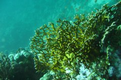u_longimanus_0043