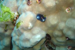 u_longimanus_0070