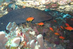 u_longimanus_0088