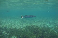 u_longimanus_0096