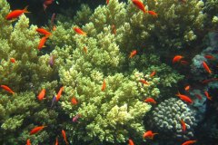 u_longimanus_0123