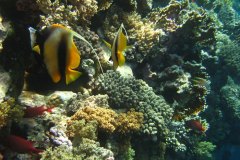 u_longimanus_0133