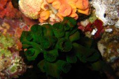u_longimanus_0182