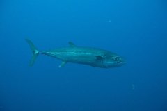 u_longimanus_0206