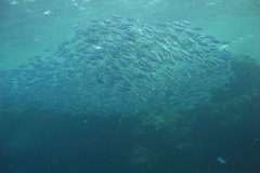 u_longimanus_0214