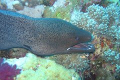 u_longimanus_0225