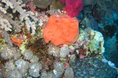 u_longimanus_0236