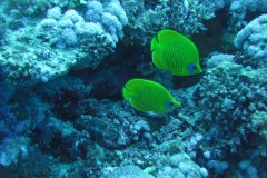 u_longimanus_0250