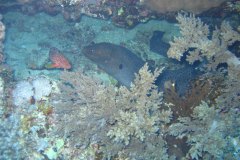 u_longimanus_0251
