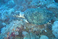 u_longimanus_0253