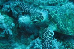 u_longimanus_0255