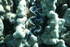 u_longimanus_0454