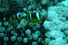 u_longimanus_0458