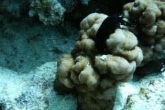 u_longimanus_0460