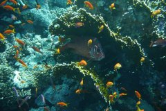 u_longimanus_0524