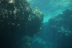 u_longimanus_0529