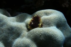 u_longimanus_0538