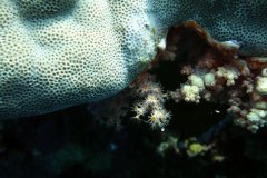 u_longimanus_0539