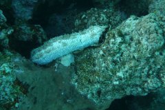 u_longimanus_0730