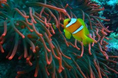 u_longimanus_0741