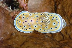 u_longimanus_0742
