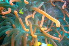 u_longimanus_0743