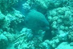 u_longimanus_0746