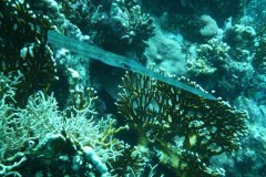 u_longimanus_0750