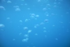 u_longimanus_0766