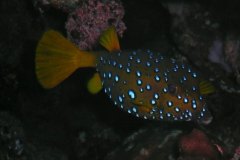 u_longimanus_0794