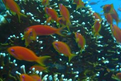 u_longimanus_0800
