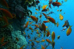 u_longimanus_0806