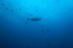 u_longimanus_0840