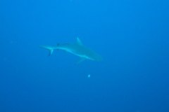 u_longimanus_0859
