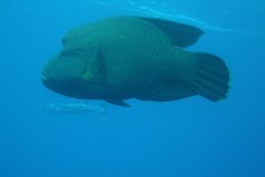 u_longimanus_0880