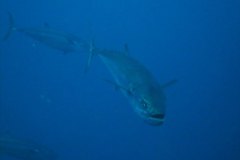 u_longimanus_0899