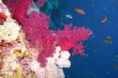 u_longimanus_0905