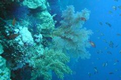 u_longimanus_0908