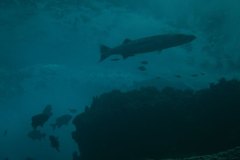 u_longimanus_0919