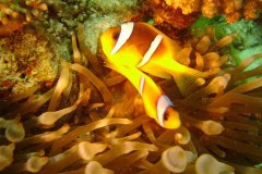 u_longimanus_1564