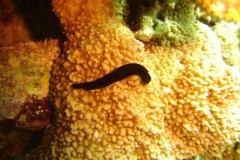 u_longimanus_1569